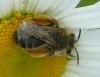 Andrena sp.